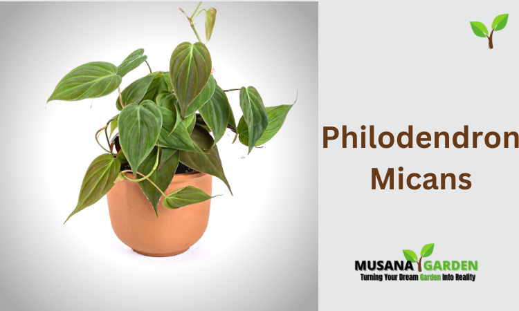 Philodendron Micans