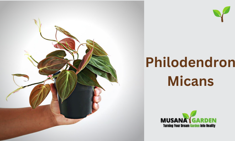 Philodendron Micans