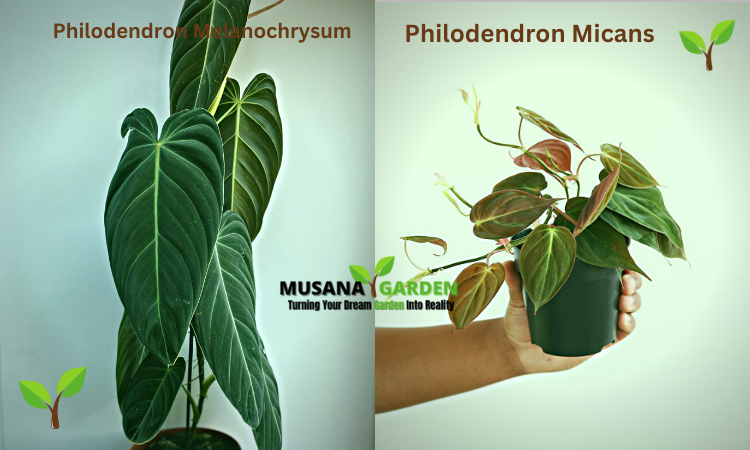 Philodendron Melanochrysum Vs Micans