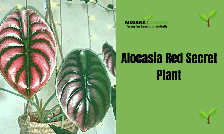 Alocasia Red Secret