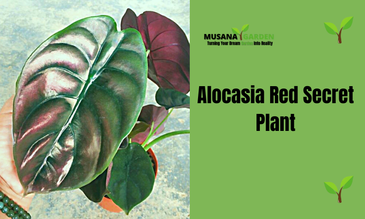 Alocasia Red Secret