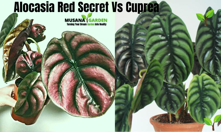 Alocasia Red Secret Vs Cuprea