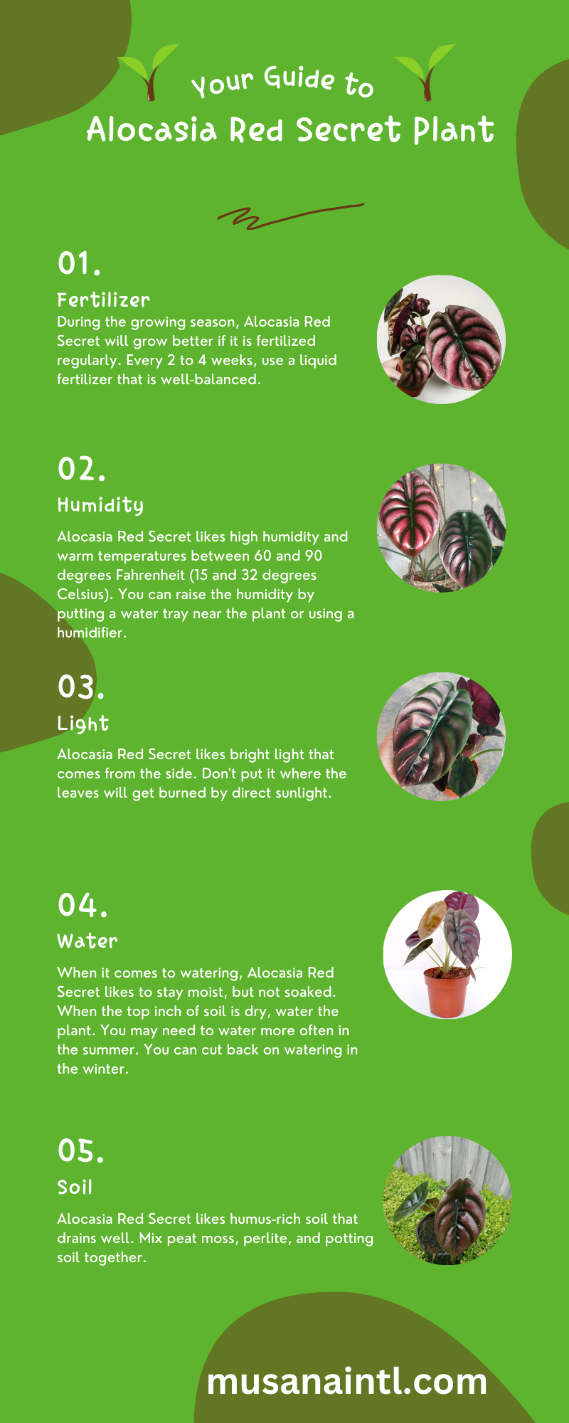Alocasia Red Secret