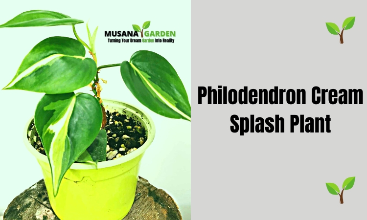 Philodendron Cream Splash